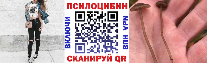 Галлюциногенные грибы Psilocybe  Купить где  Балабаново 